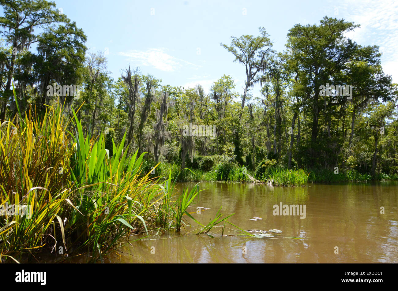 swamp louisiana pearl river bayou new orleans Stock Photo Alamy
