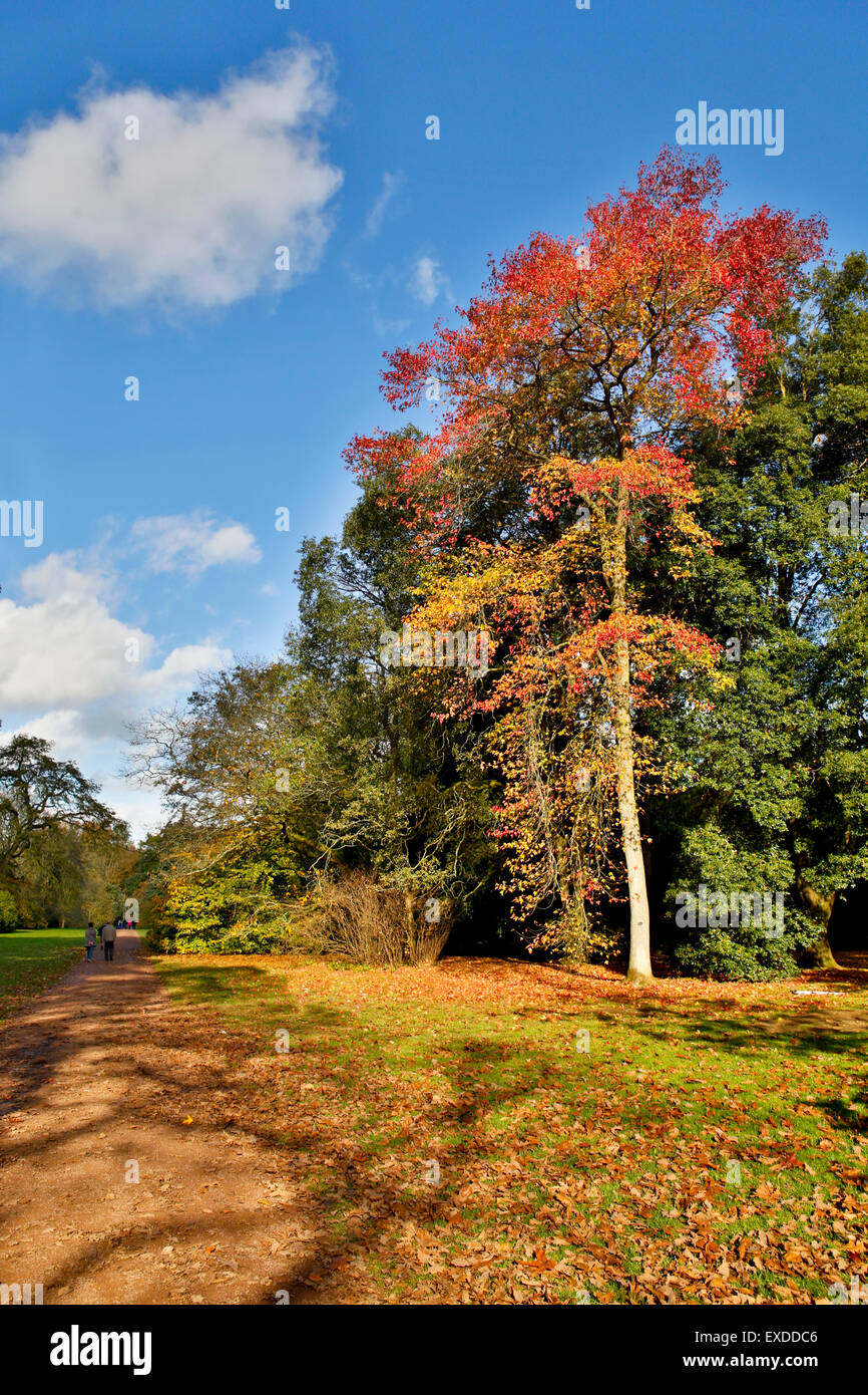 Westonbirt Arboretum Autumn Gloucestershire; UK Stock Photo