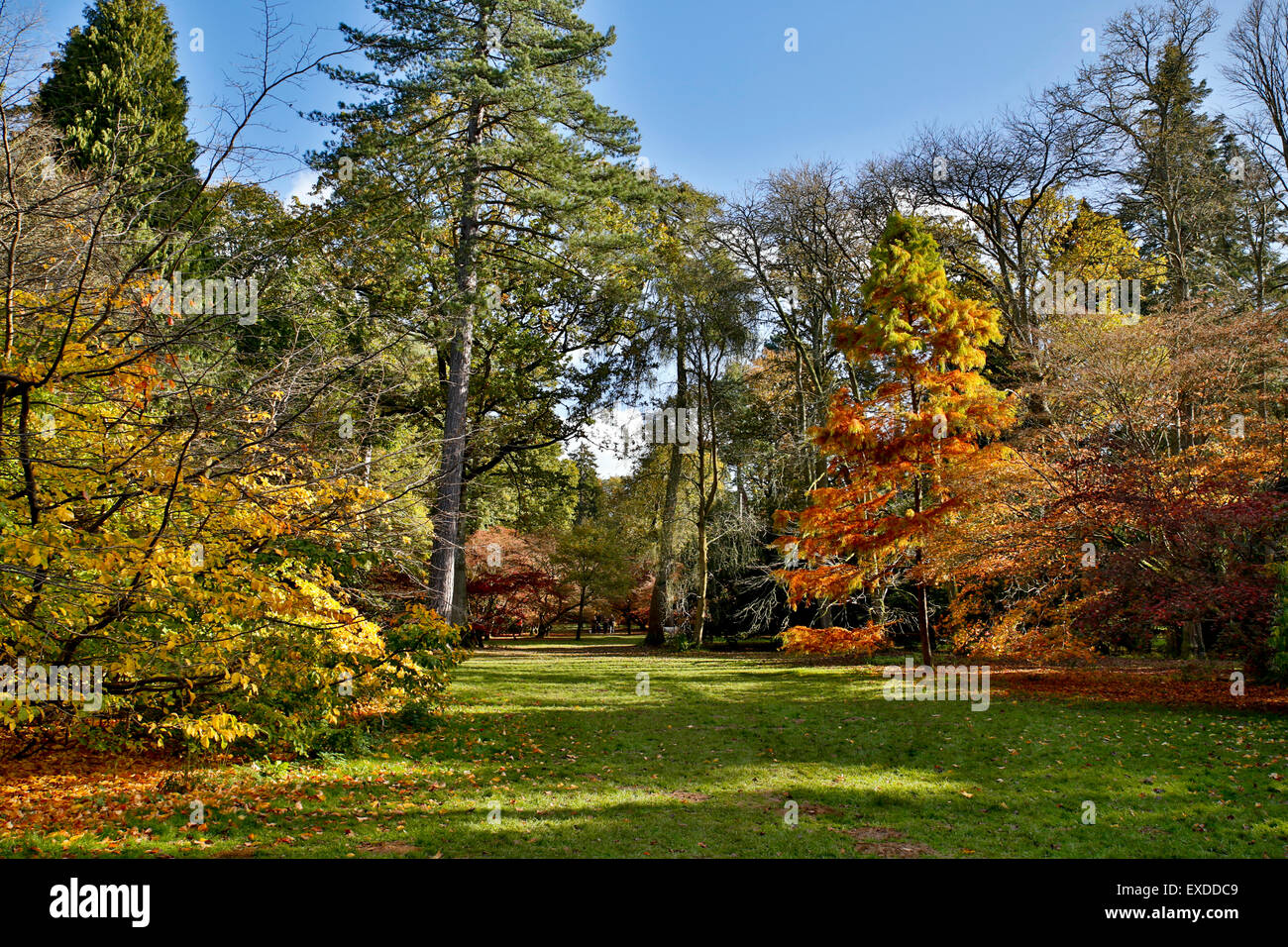 Westonbirt Arboretum Autumn Gloucestershire; UK Stock Photo