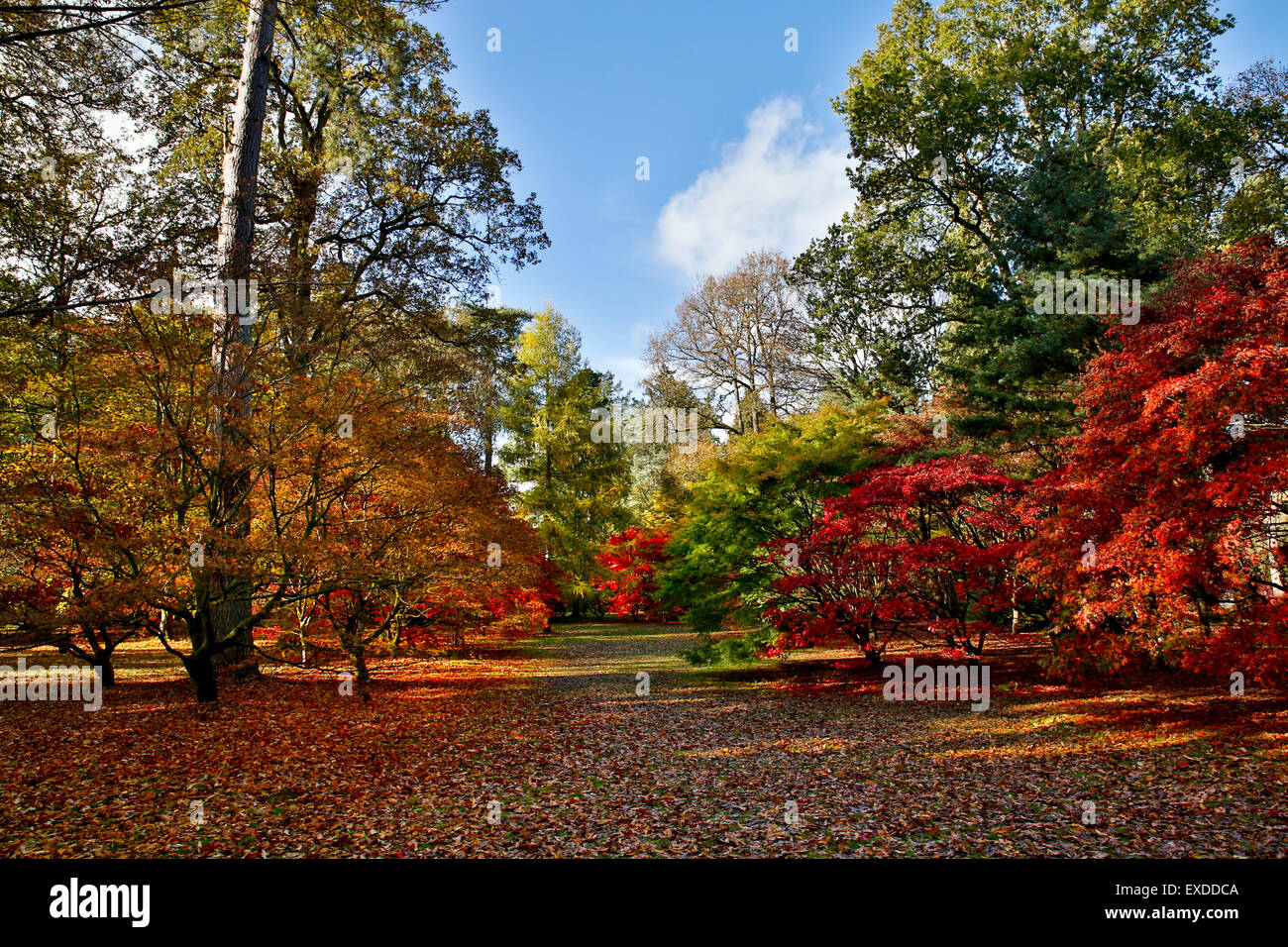 Westonbirt Arboretum Autumn Gloucestershire; UK Stock Photo