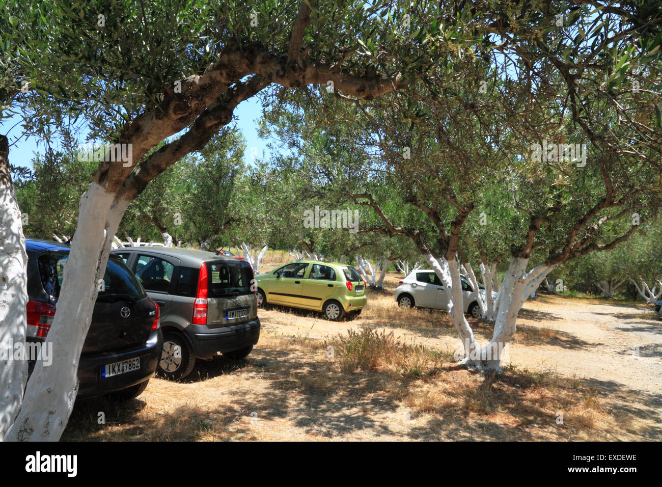 Cars Parked Under Olive Trees In Greece Stock Photo Alamy
