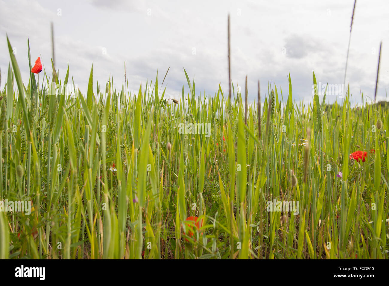 Plants Field Flowers Bavaria Germany Stock Photo Alamy