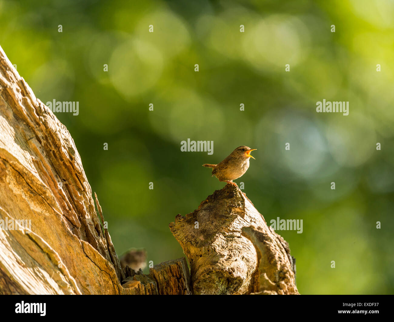 British Wren depicted singing on an old dilapidated wooden tree stump, bathed in early evening sunlight. Stock Photo