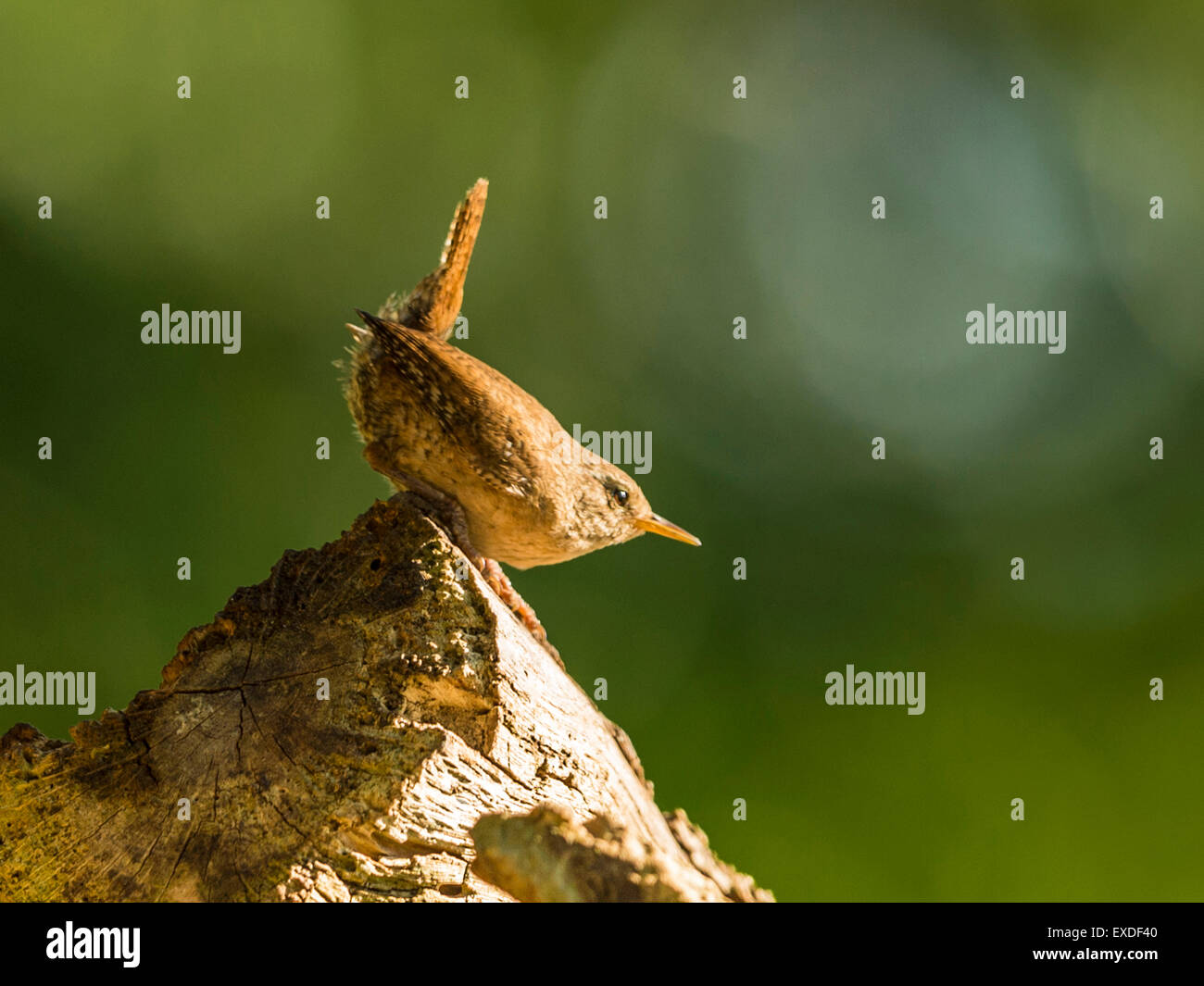 British Wren depicted posturing on an old dilapidated wooden tree stump, bathed in early evening sunlight. Stock Photo