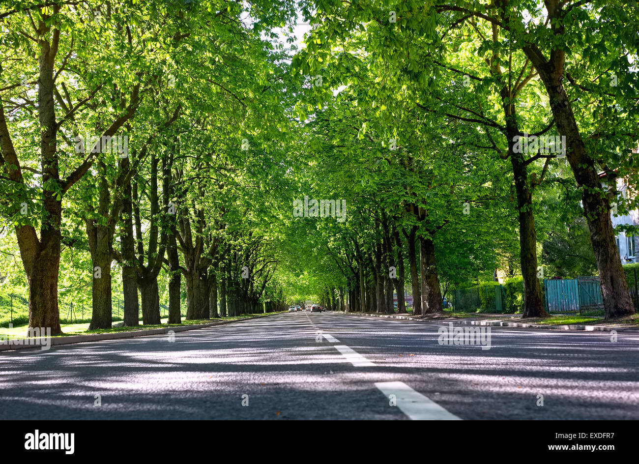 Highway with green trees in Tallinn. Estonia Stock Photo