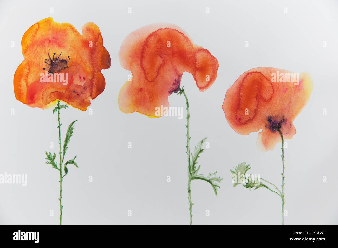 Poppies white background hi-res stock photography and images - Alamy
