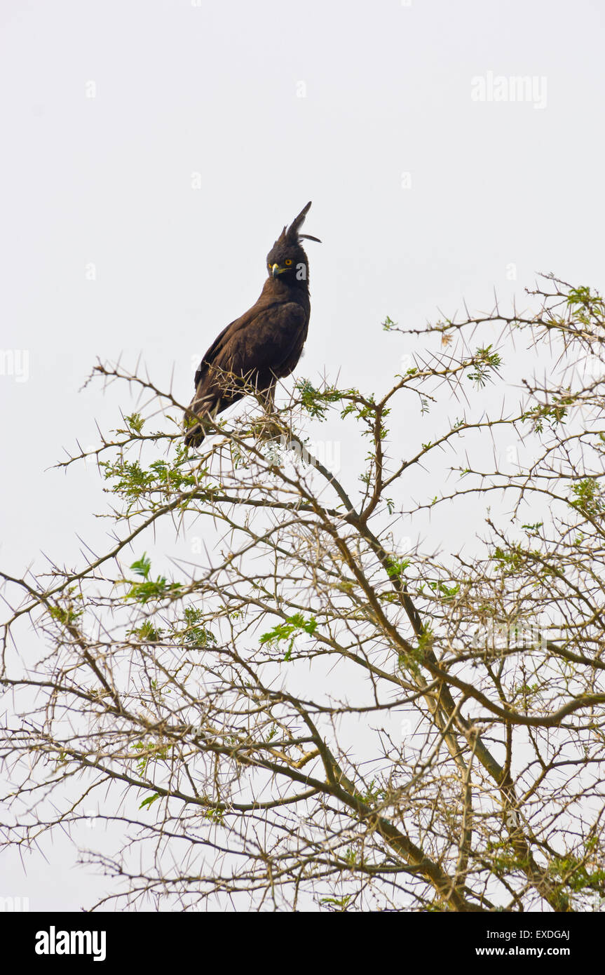 Queen Elizabeth National Park , Uganda. Long crested eagle . Stock Photo