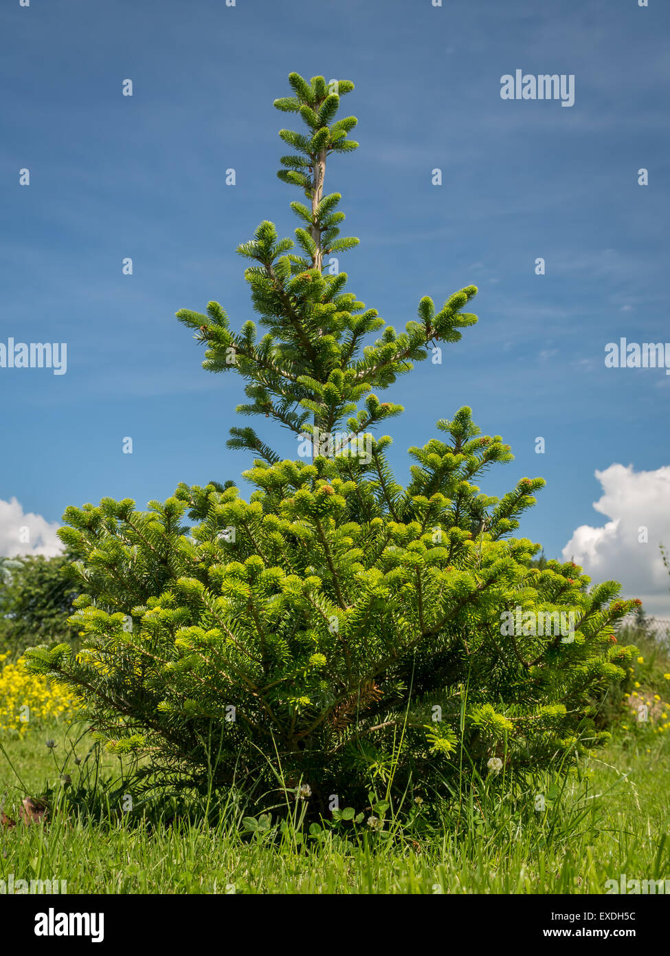Young Abies koreana  growing in the backyard shot over blue sky Stock Photo