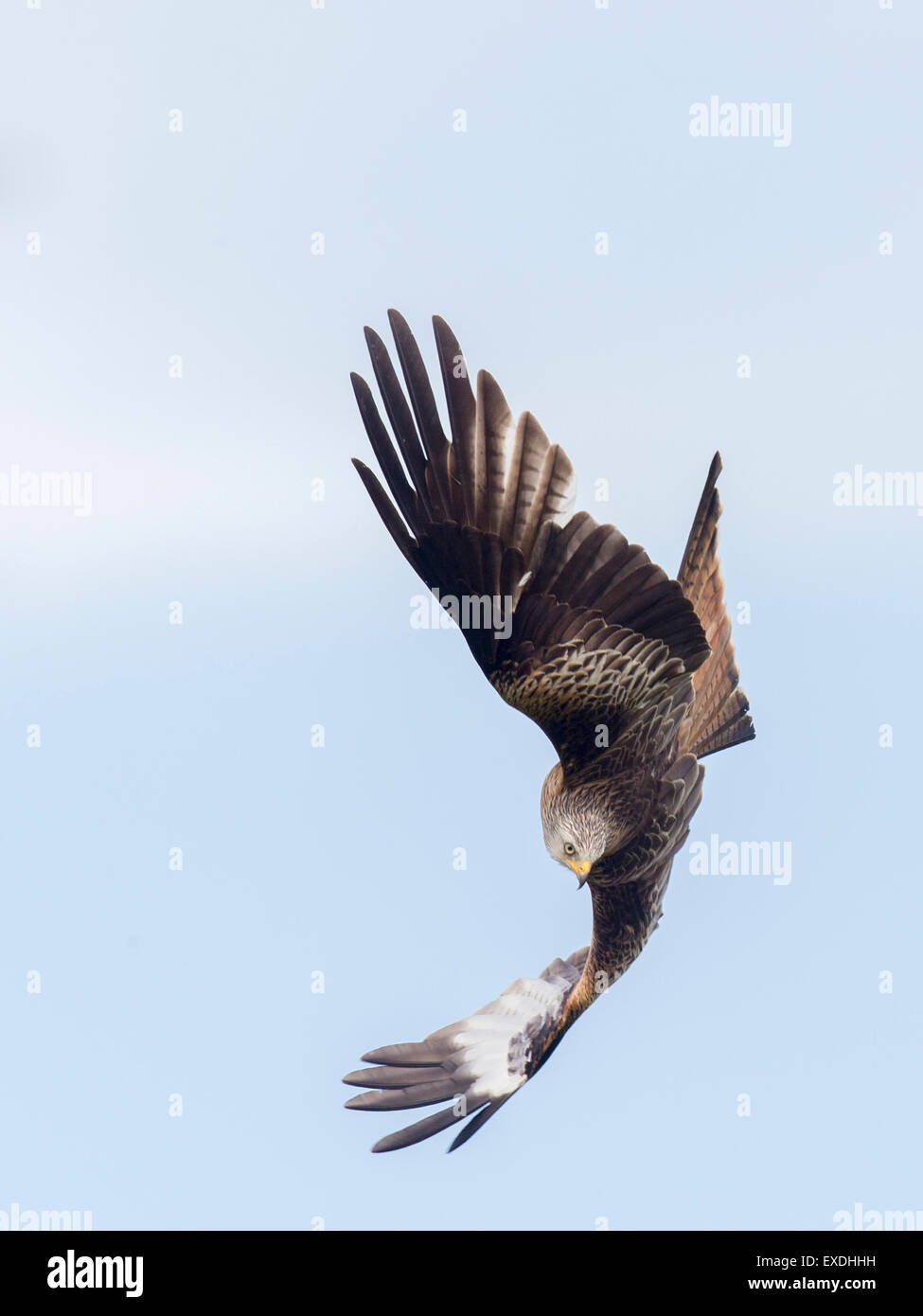 Red Kite Diving For Prey Stock Photo Alamy
