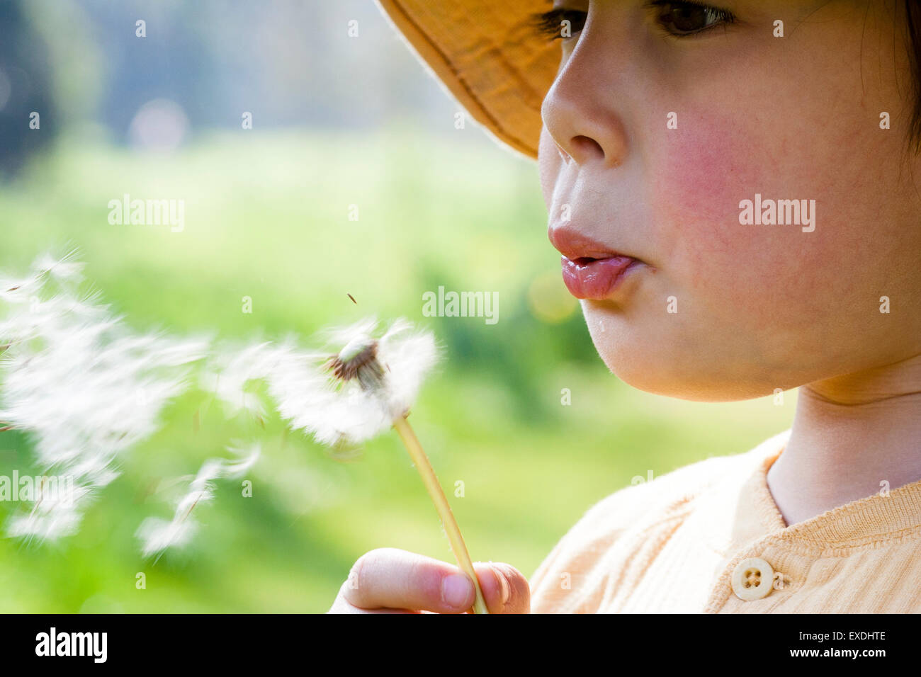 Caucasian child, boy, 5-6 year old, blowing seeds from dandelion. Close ...