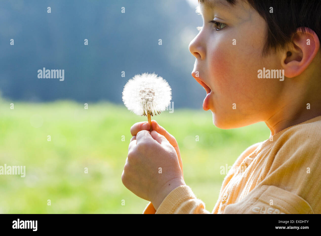 Caucasian child, boy, 5-6 year old, blowing seeds from dandelion. Close ...