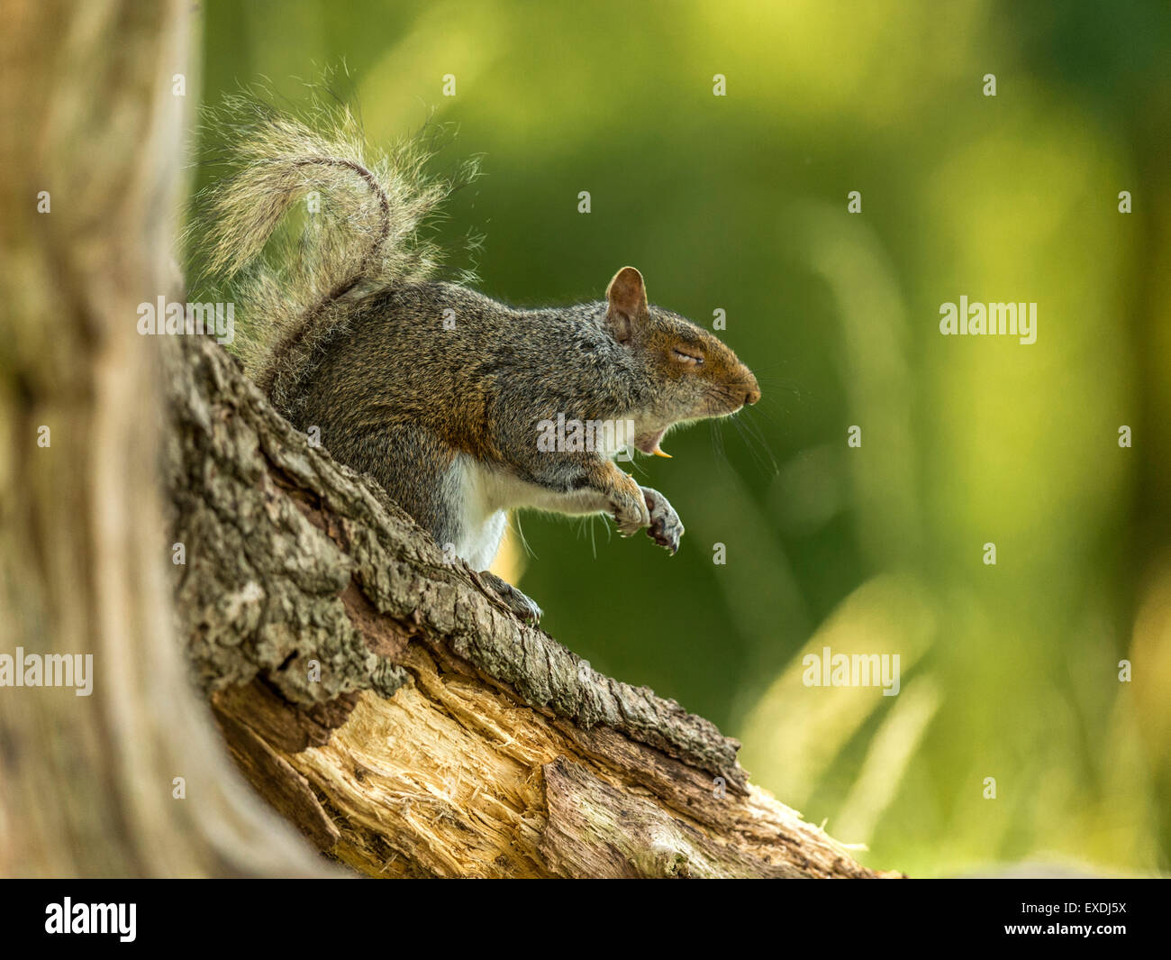 Squirrel teeth hires stock photography and images Alamy