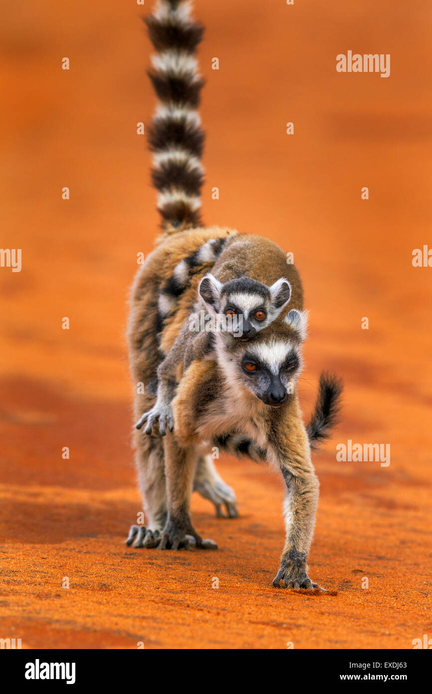 A portrait of a ring-tailed lemur mother and baby, Berenty Reserve, Madagascar. Stock Photo