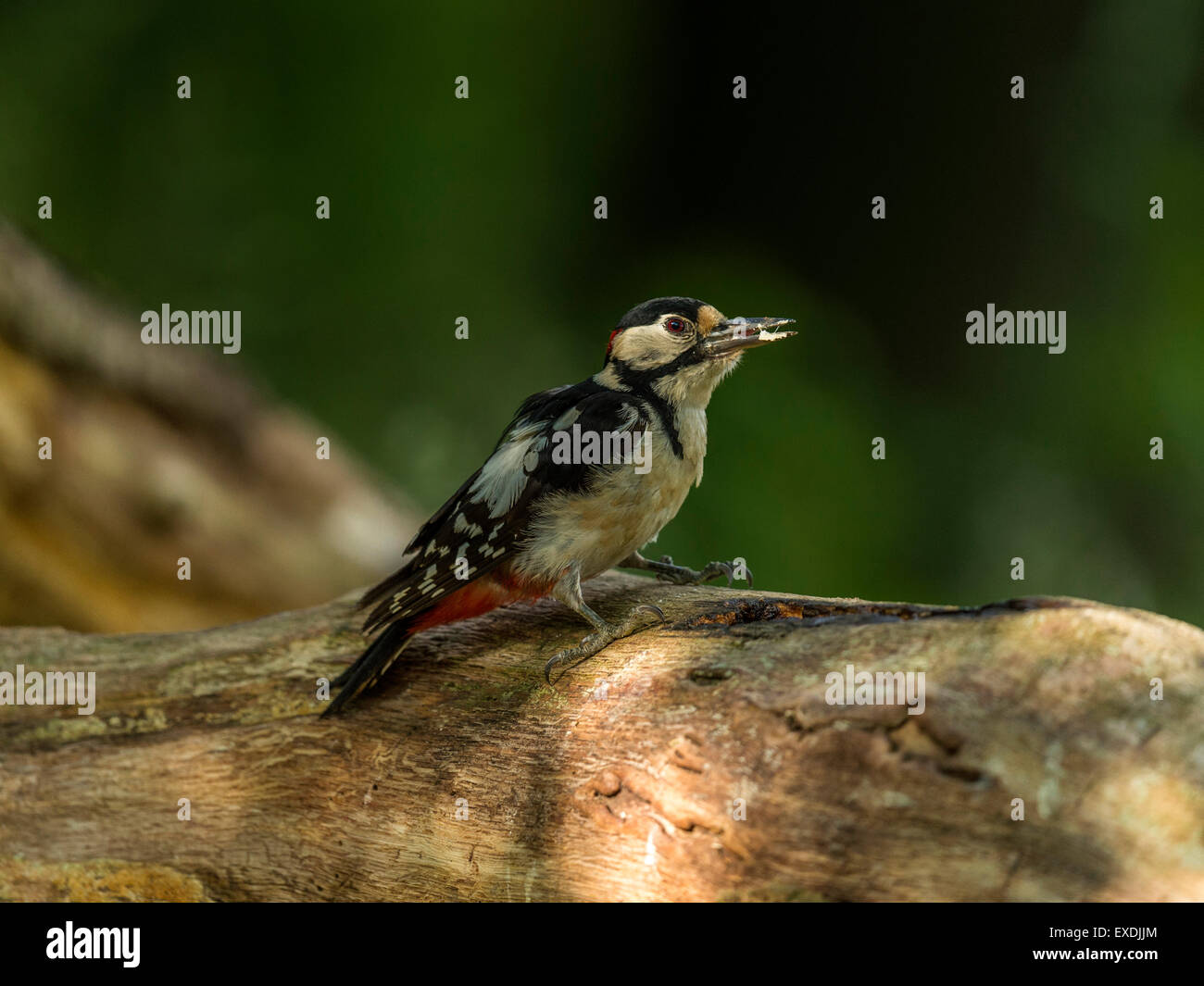 Single Male Great Spotted Woodpecker (Dendrocopos major) foraging in natural woodland countryside setting. Eating mealworm. Stock Photo