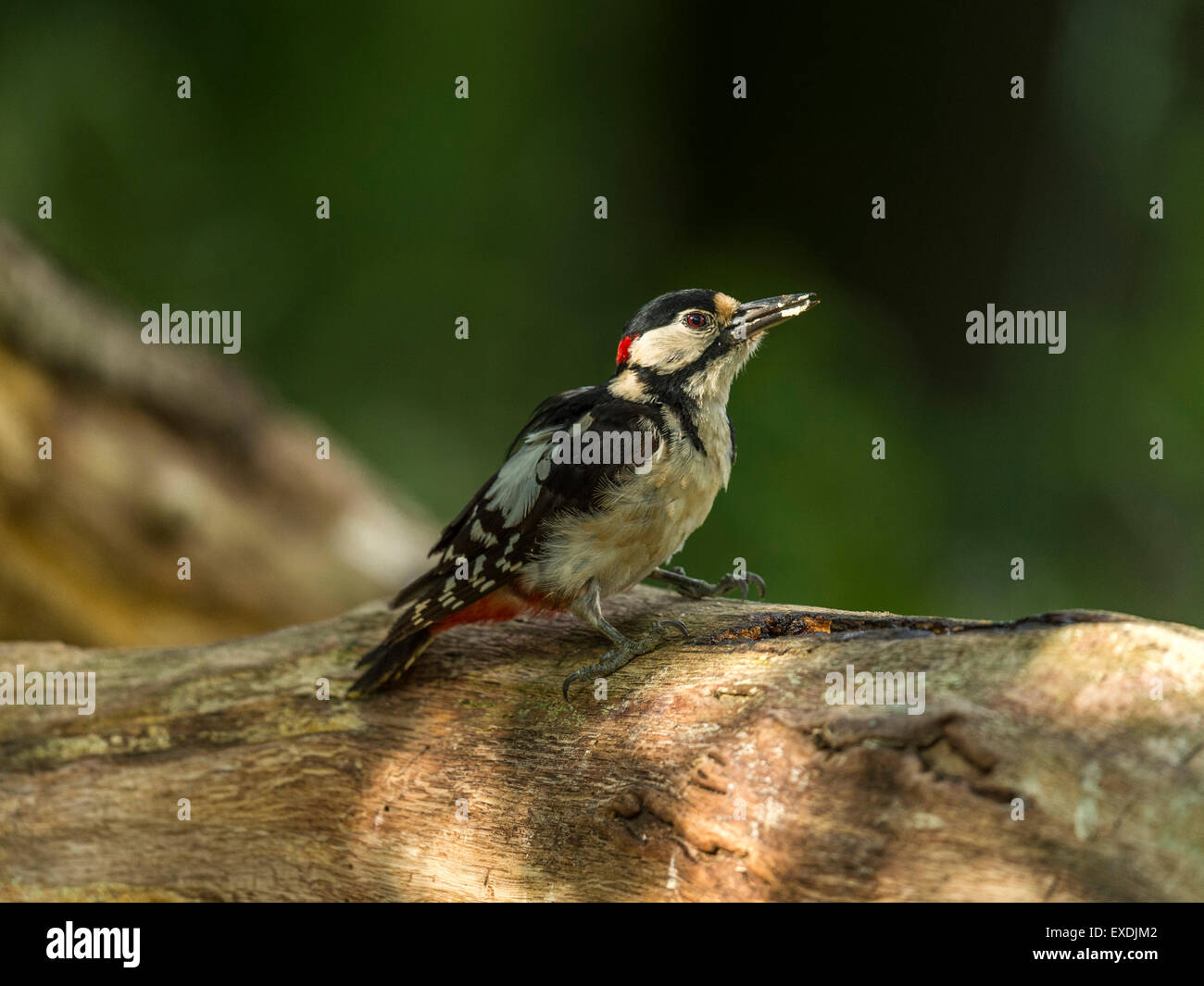 Single Male Great Spotted Woodpecker (Dendrocopos major) foraging in natural woodland countryside setting. Eating mealworm Stock Photo