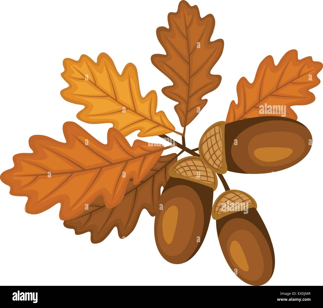 Oak branch with leaves and acorns. Vector illustration Stock Vector Image &  Art - Alamy