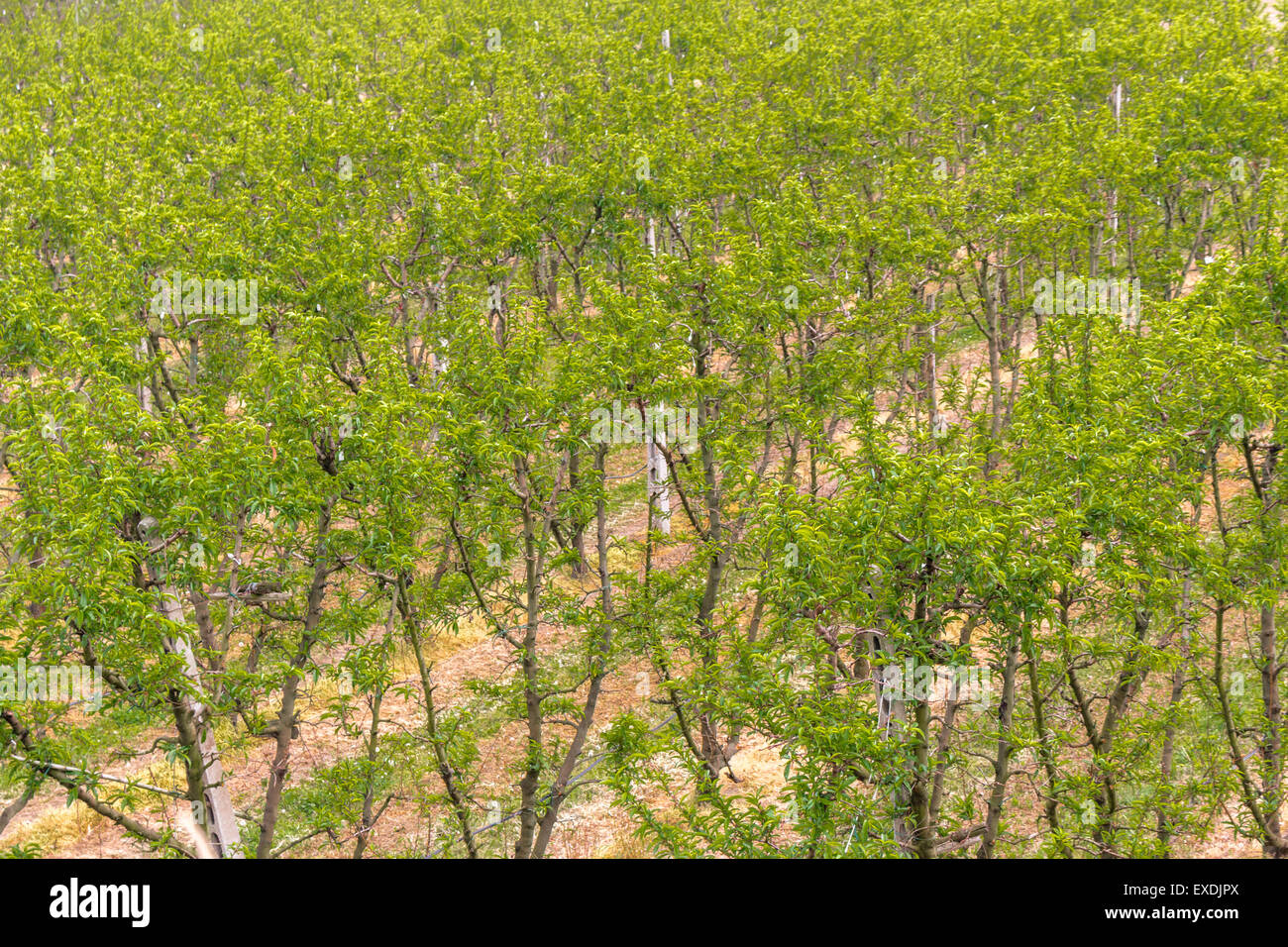 fields of green orchards and organized into geometric rows according to