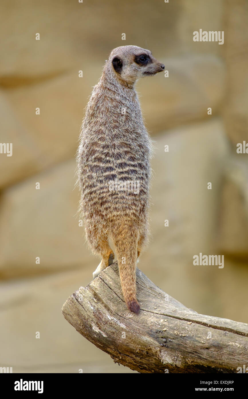 Mear cat hi-res stock photography and images - Alamy