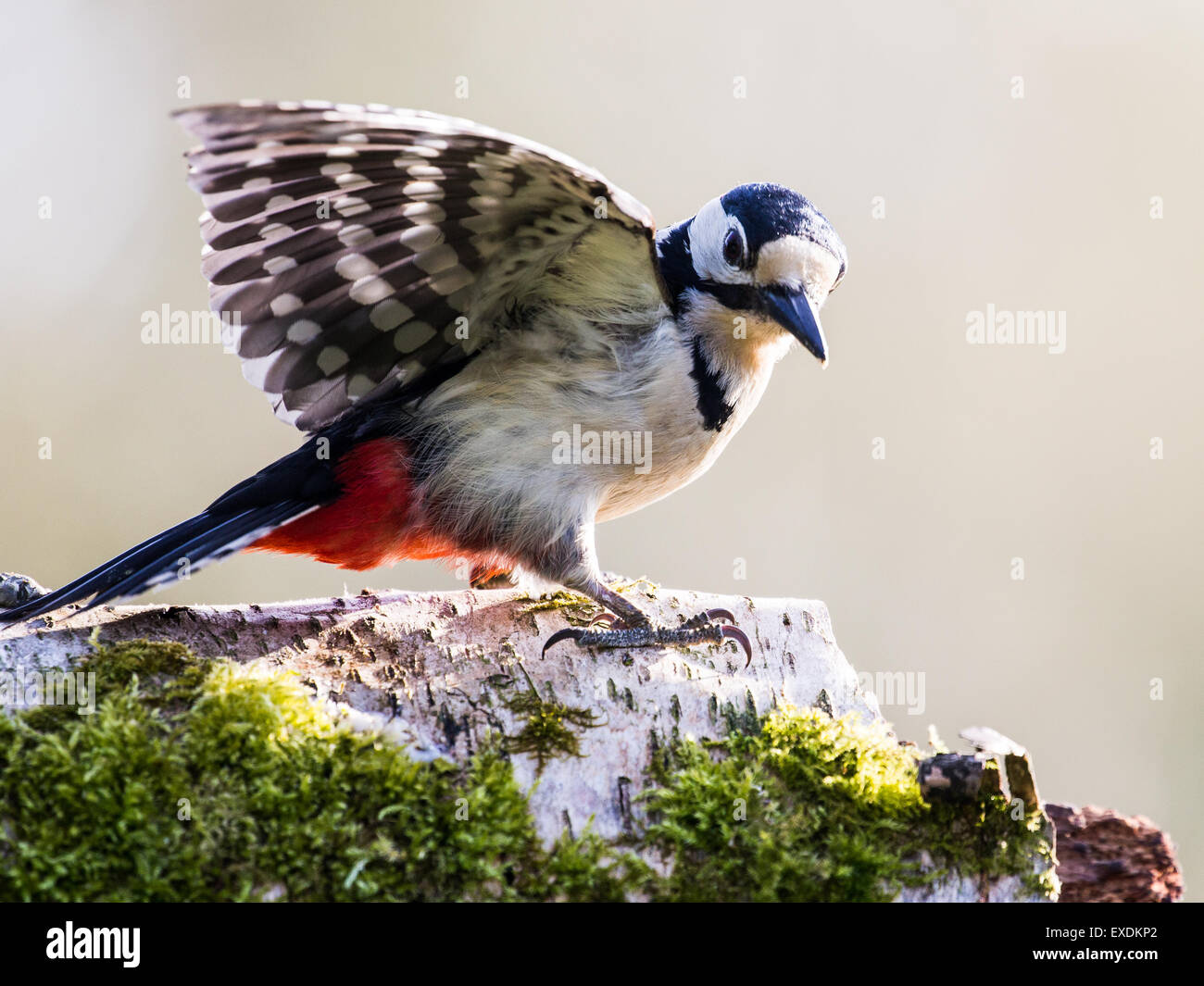 Female Great Spotted Woodpecker Fanning Her Feathers Stock Photo Alamy