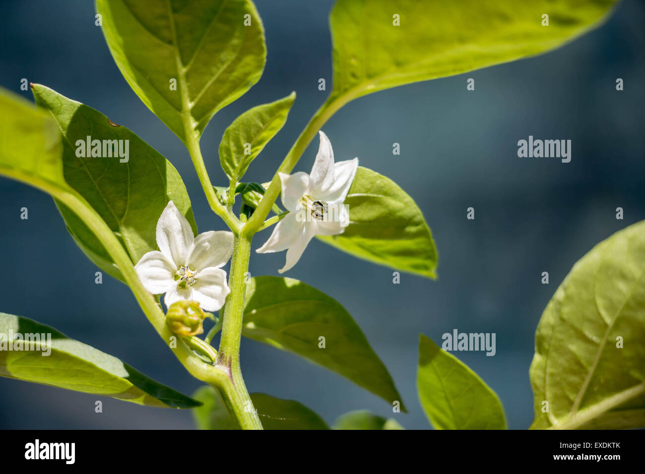 Bell Pepper Plant Flower Stock Photo Alamy