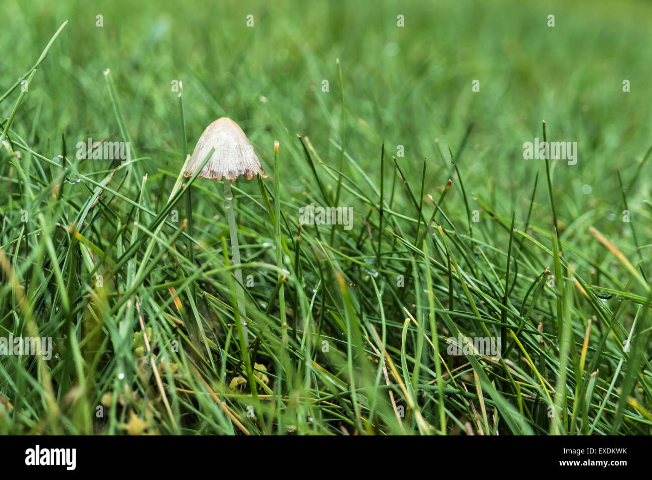 Mushroom in the Wet Grass Stock Photo Alamy
