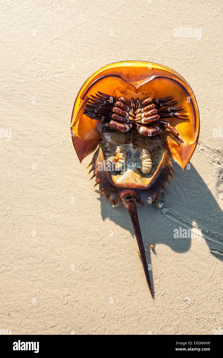 Horseshoe Crab (Limulus polyphemus), Cape Cod Stock Photo Alamy
