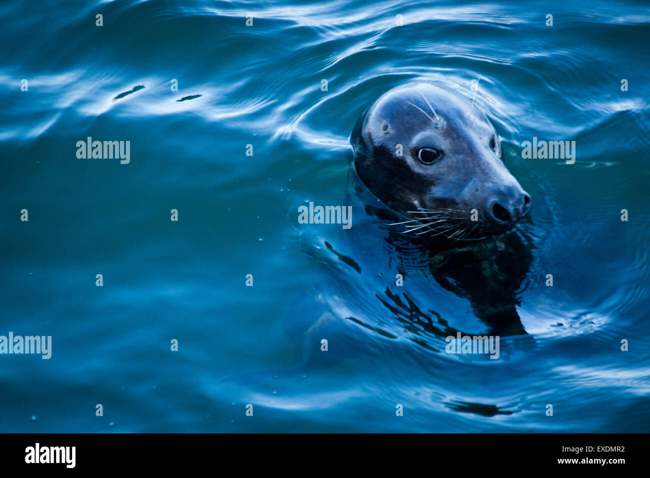 Harbor Seal, Chatham, Cape Cod, MA Stock Photo Alamy
