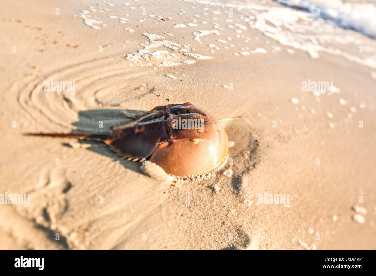 Horseshoe crab hires stock photography and images Alamy
