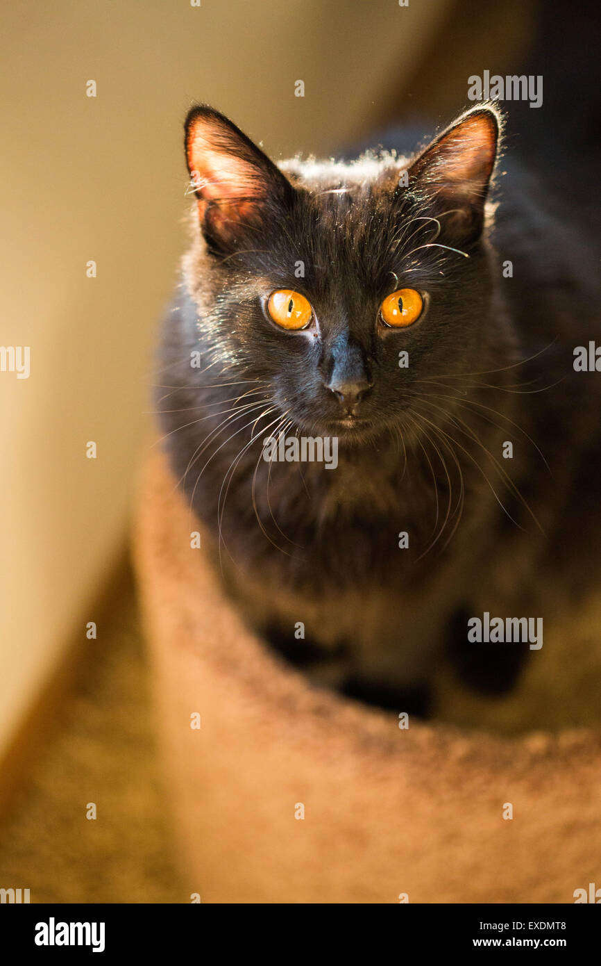 Domestic House Cat with Orange Yellow Eyes Stock Photo