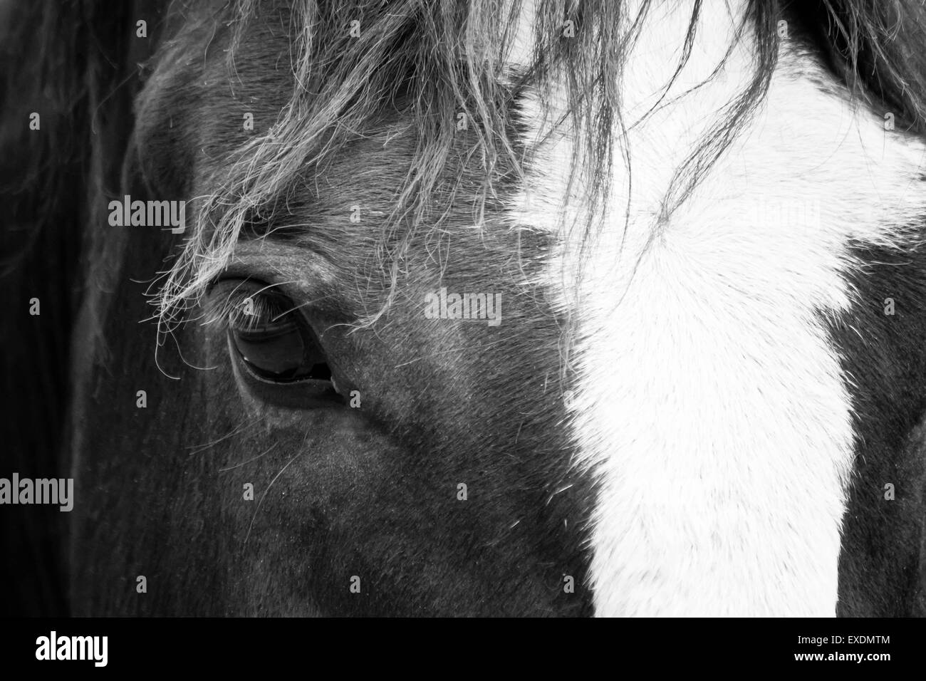 Rodeo Horse, Augusta, Montana. Stock Photo