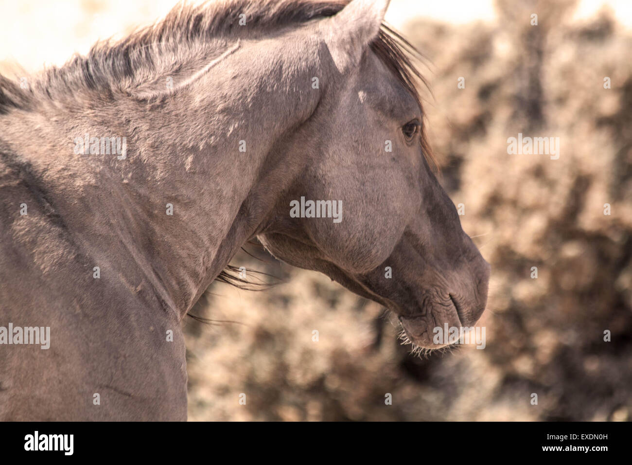 Wild Horse, Pryor Mountain Wild Horse Range, Montana/Wyoming. Stock Photo