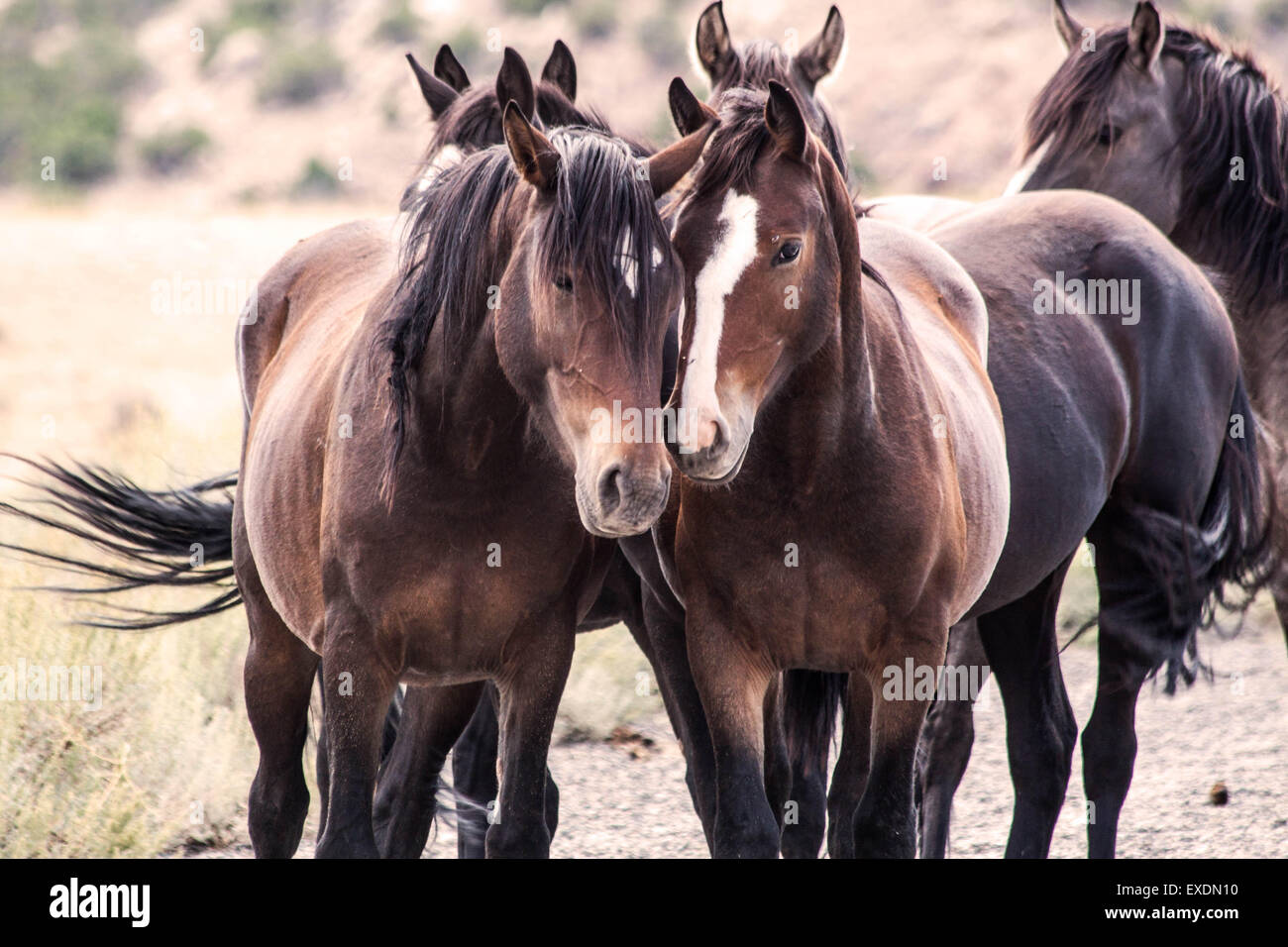 Pryor Mountain Wild Horses, Montana, USA Stock Photo