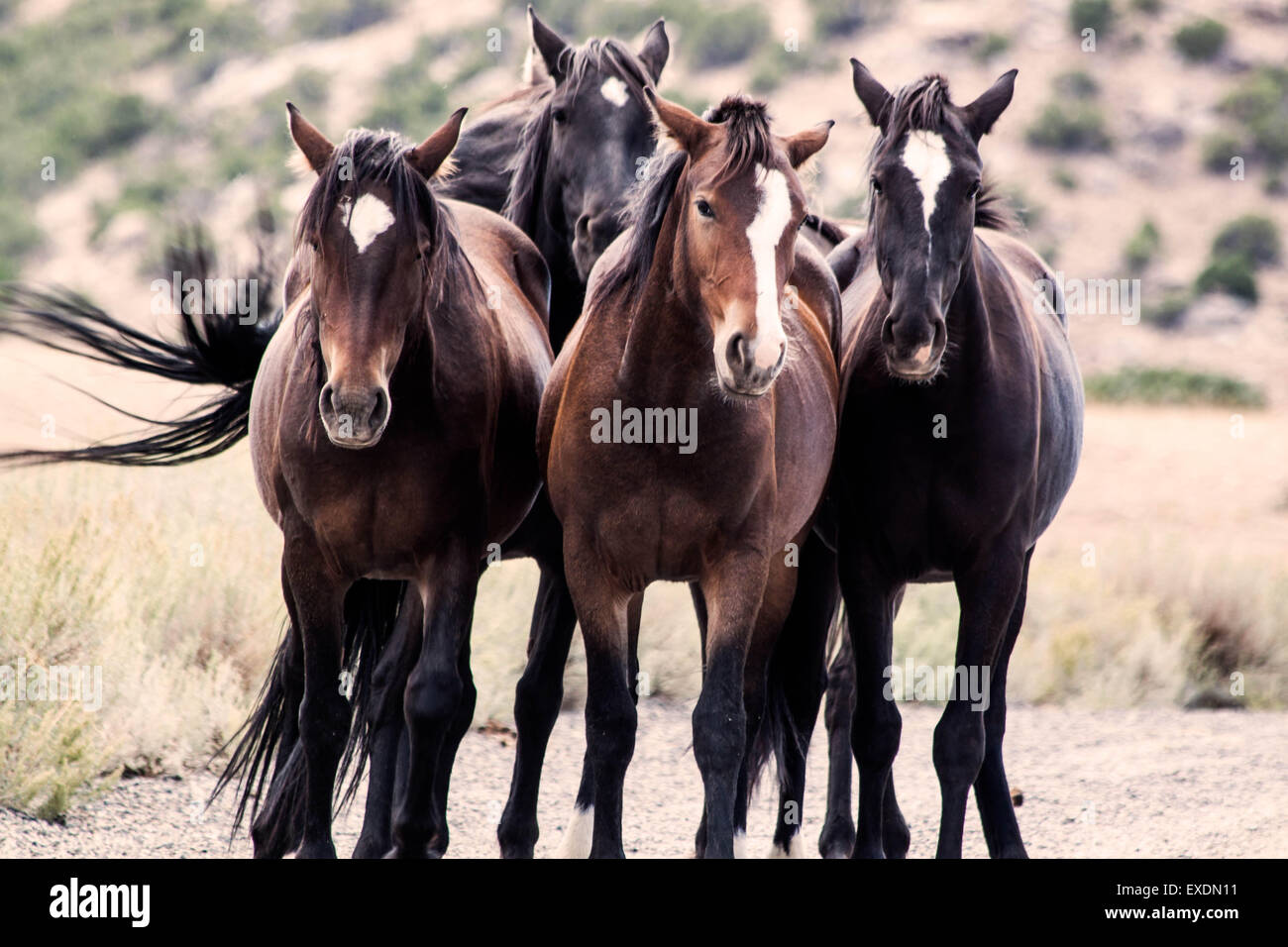 Pryor Mountain Wild Horses, Montana Stock Photo Alamy