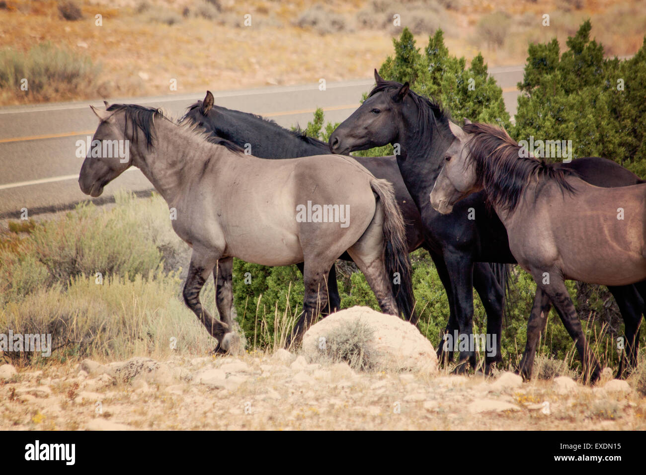 Pryor Mountain Wild Horses, Montana Stock Photo 85124401 Alamy