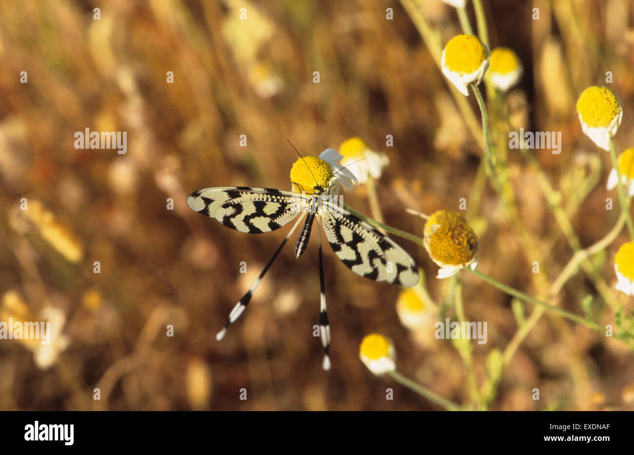 alamy