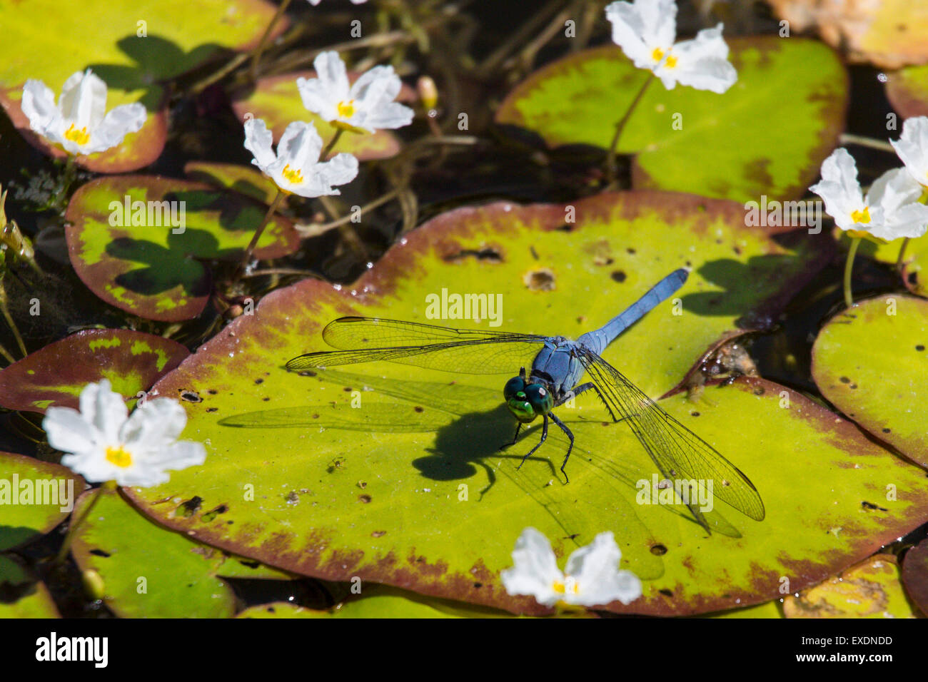 Dragonfly on Lily Pads with blooming white lilies in Red Bug Slough in Sarasota Florida Stock Photo