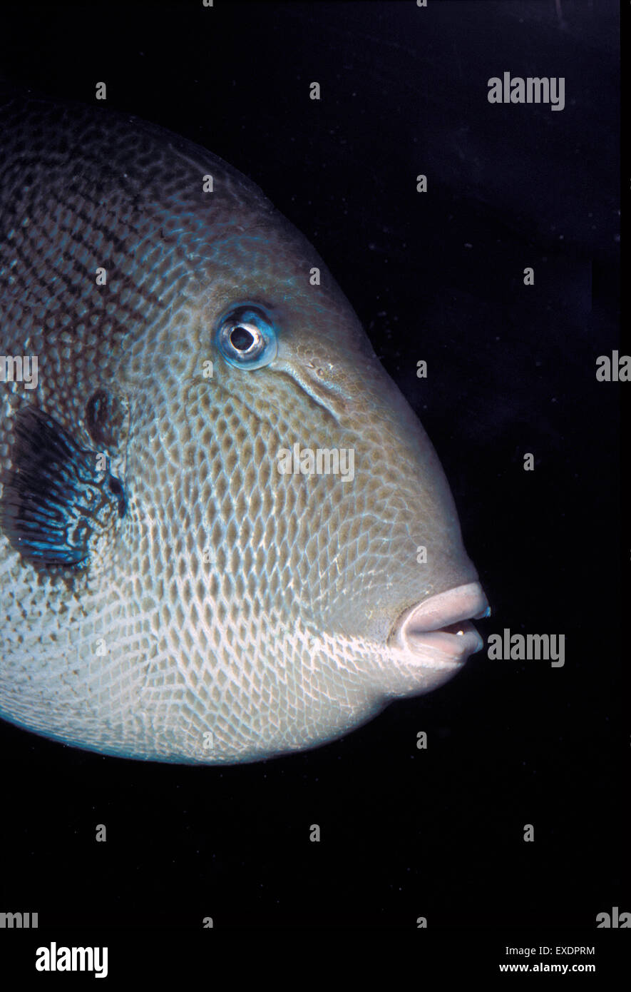 Grey triggerfish, Balistes capriscus, Balistidae, Ustica Island, Sicily, Mediterranean Sea Stock Photo
