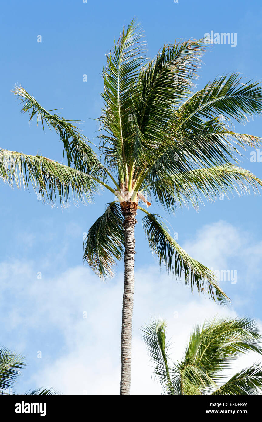 Hawaii oahu palm trees blue sky hires stock photography and images Alamy