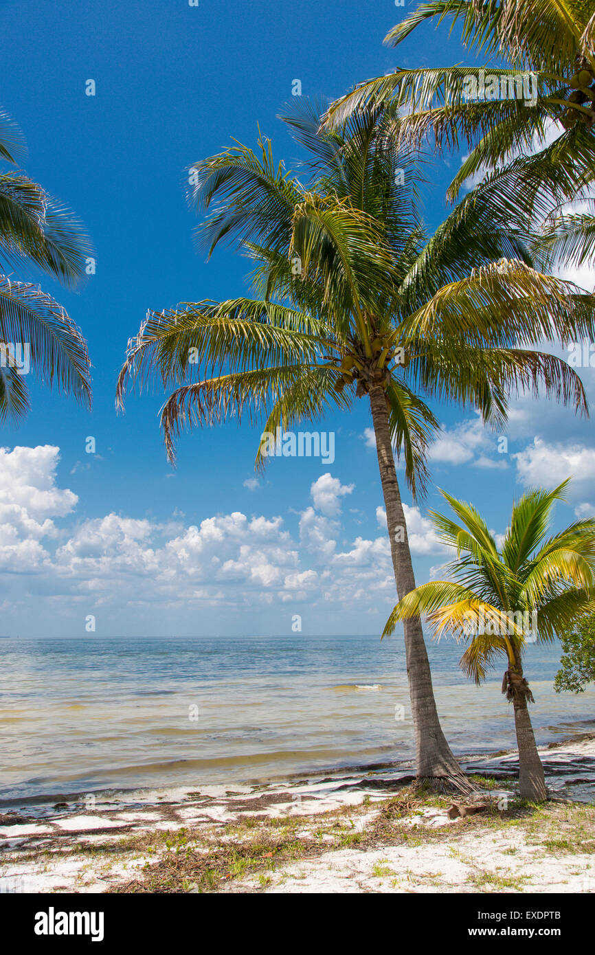 Palm trees on Gulf of Mexico in  Bokeelia on Pine Island Florida Stock Photo