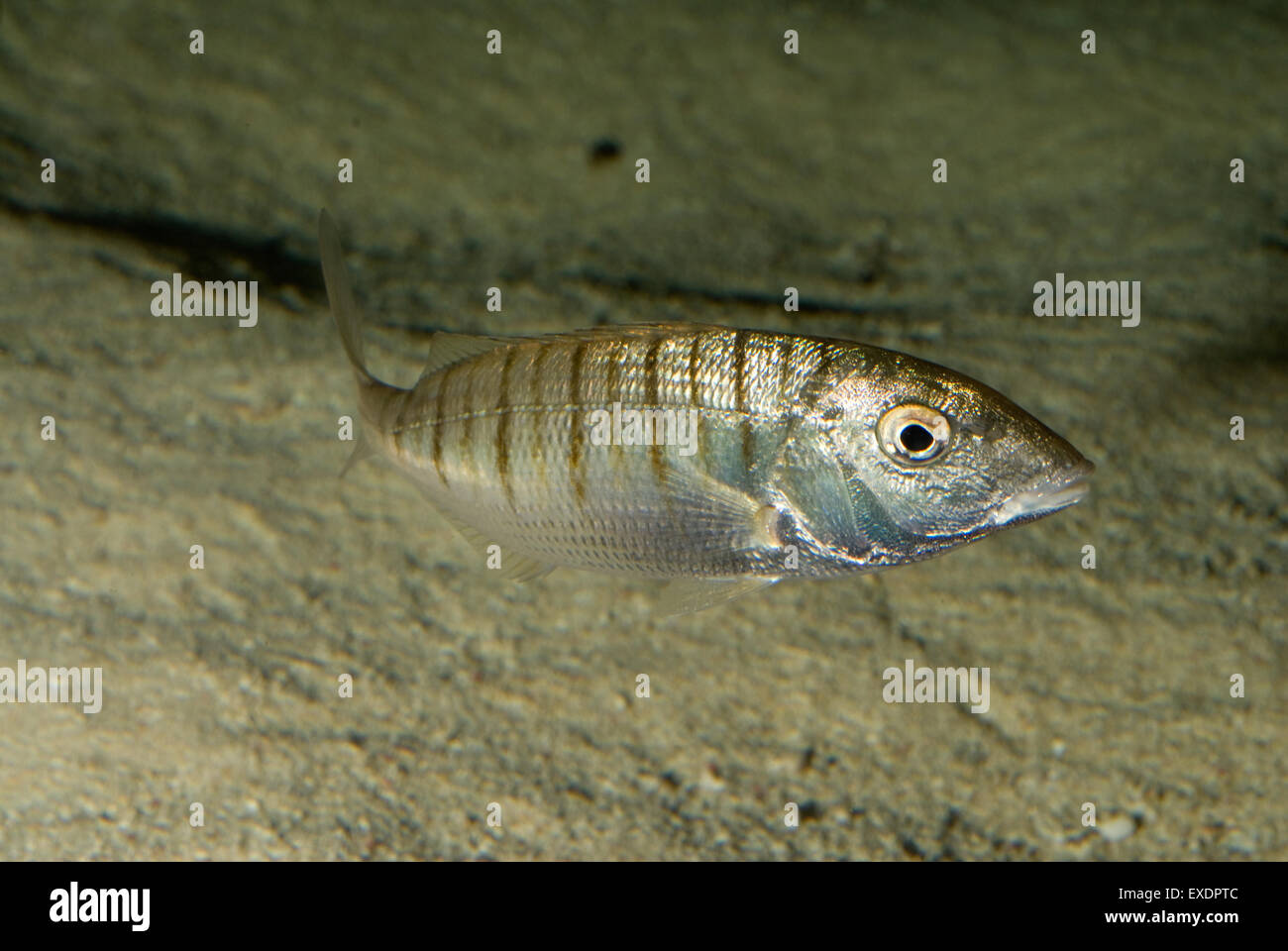 Sand steenbras, Lithognathus mormyrus, Sparidae, Mediterranean Sea Stock Photo