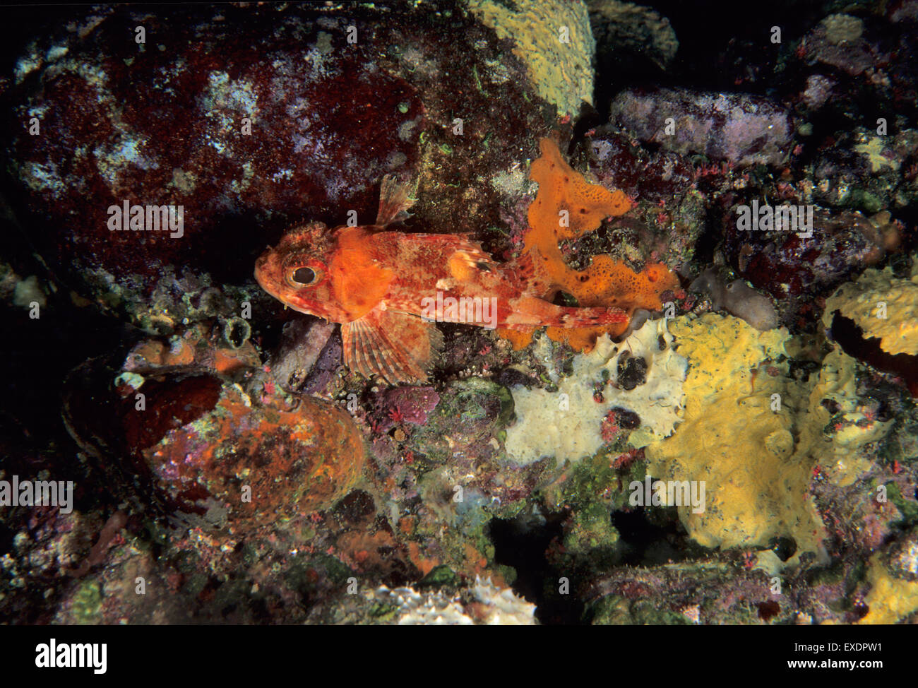 Small red scorpionfish, Scorpaena notata, Scorpenidae, Putzu Idu, Sardinia, Italy, Mediterranean Sea Stock Photo