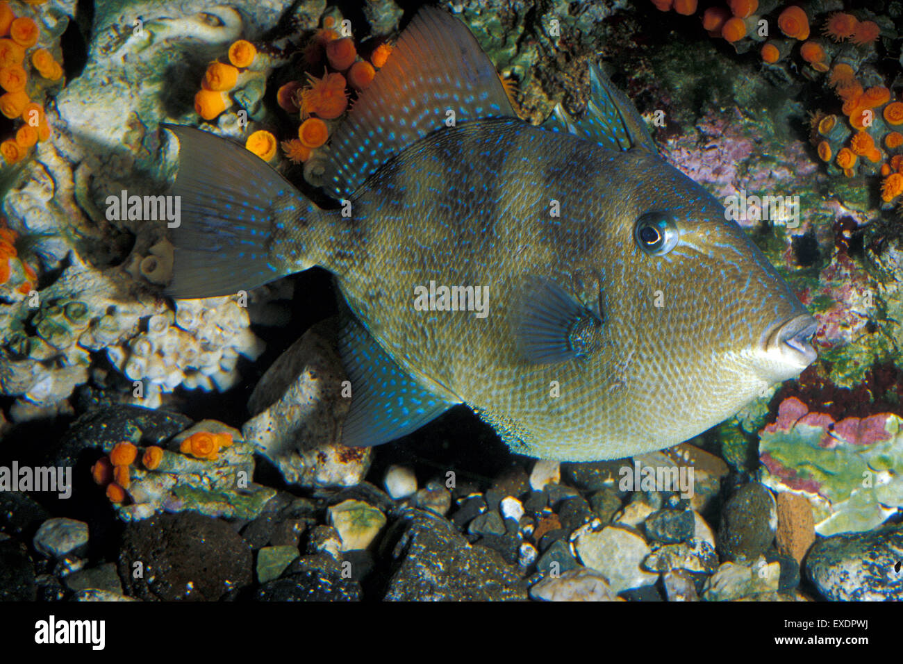 Grey triggerfish, Balistes capriscus, Balistidae, Ustica Island, Sicily, Mediterranean Sea Stock Photo