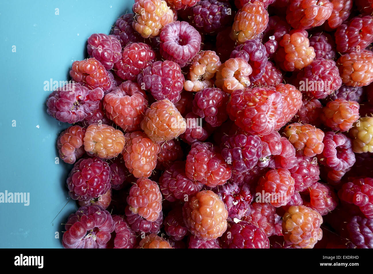Rasberries Stock Photos & Rasberries Stock Images - Alamy
