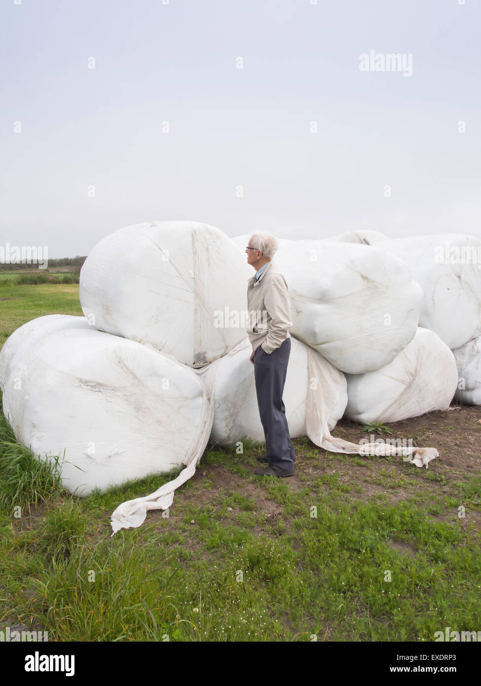 Senior citizen inspecting grass for animal fodder tightly wrapped in plastic silage bales Stock Photo
