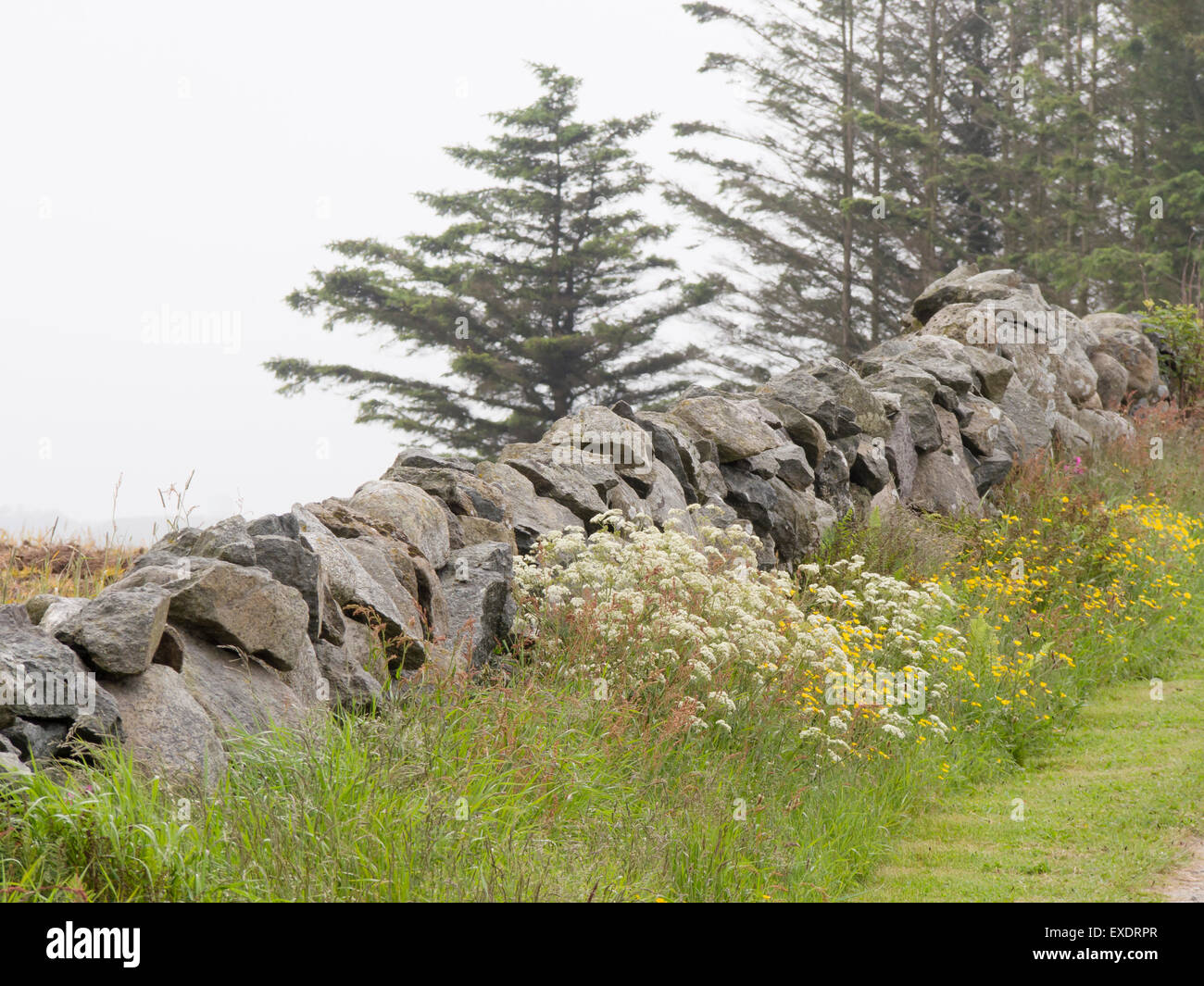 An abundance of stones in their fields make stonewalls the preferred fencing material in the farming district of Jaeren, Norway Stock Photo