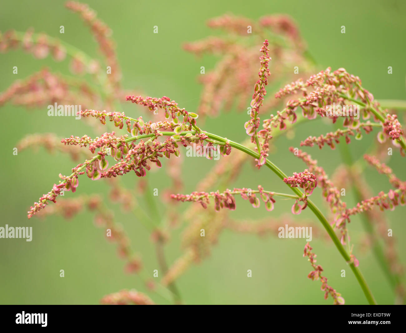 Common sorrel, close up of the red and green flowers Stock Photo