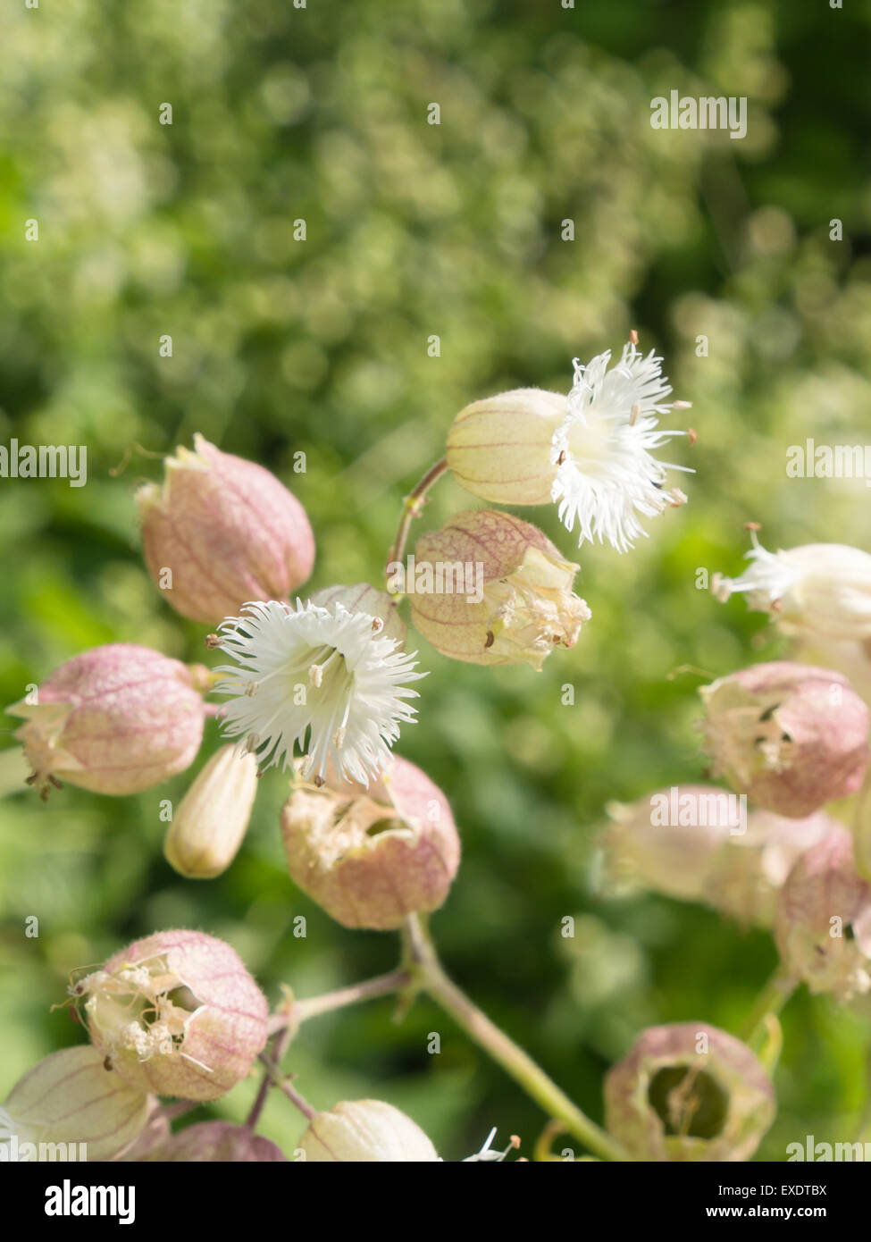 Silene Fimbriata, a delicate white Fringed Campion flower, sometimes used in gardens, here in the botanical garden, Oslo Norway Stock Photo