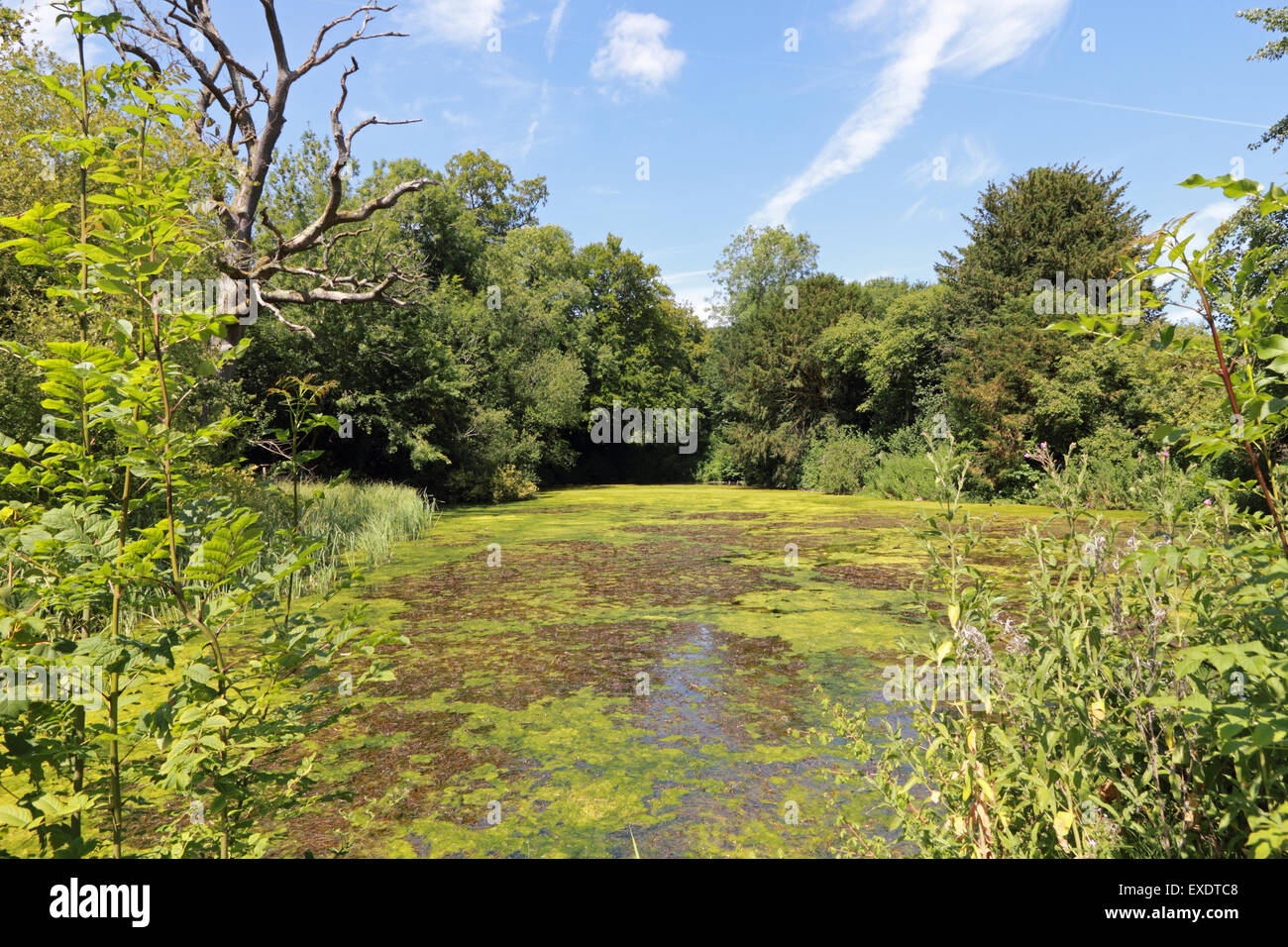 Highly invasive pond weed called crassula also harmful to health present in Silent Pool and Sherbourne Pond UK Stock Photo