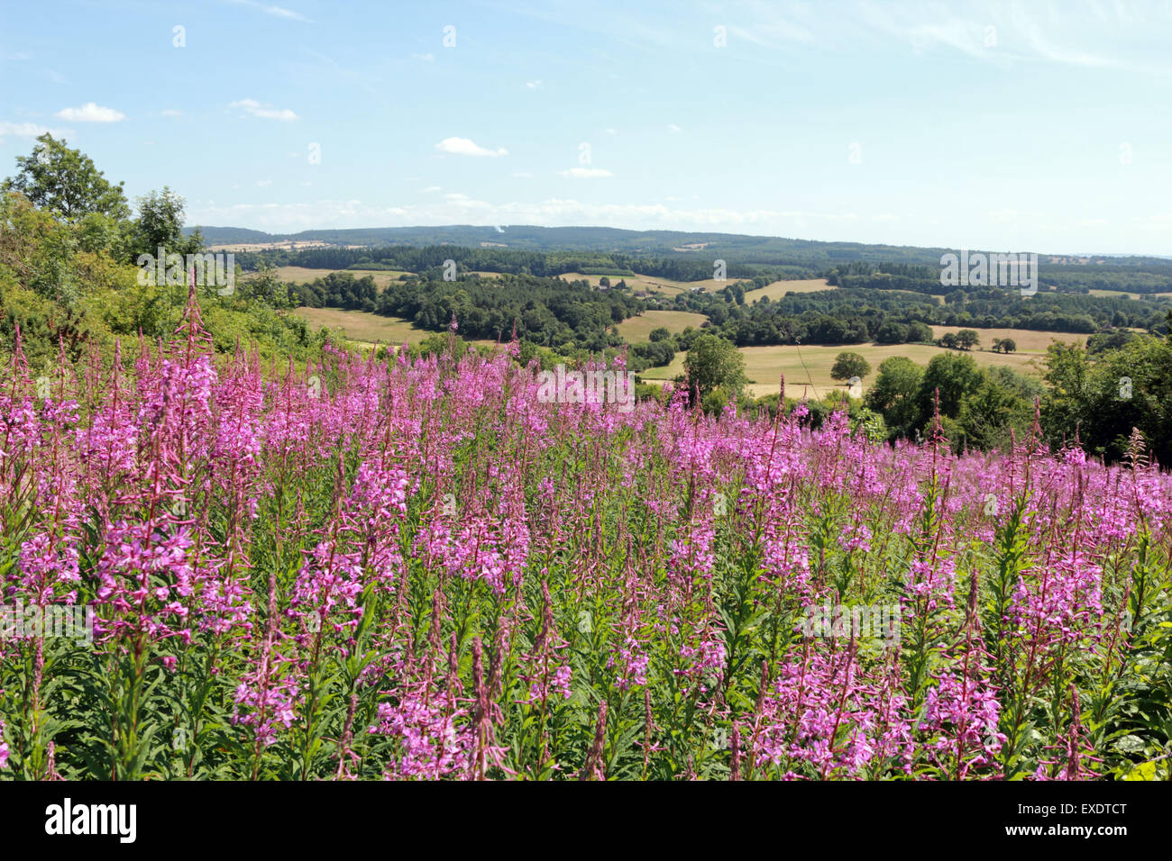 Rosebay willowherb at Newlands Corner, Surrey, England, UK. Stock Photo