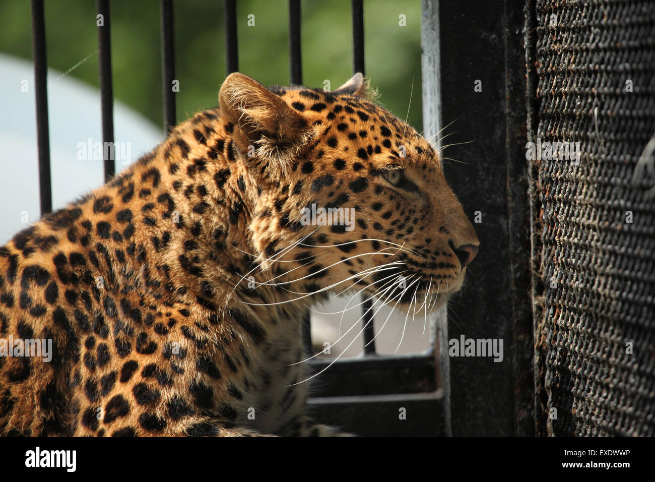 North-Chinese leopard (Panthera pardus japonensis) at Liberec Zoo in North Bohemia, Czech Republic. Stock Photo